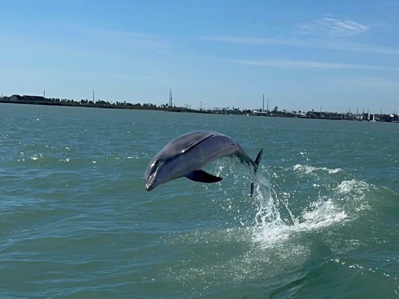 Dolphin Watch Only