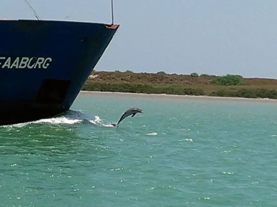 Wildlife viewing on the cruise