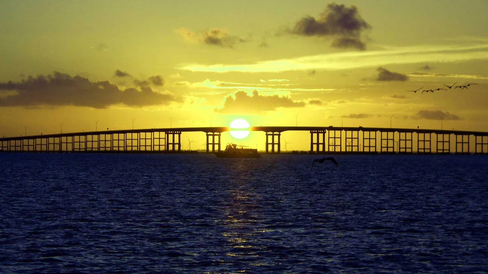 Dolphins at sunset
